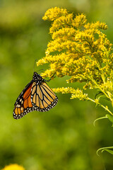 Monarch Butterfly Monarch Butterfly on Tall Goldenrod A1R_9246