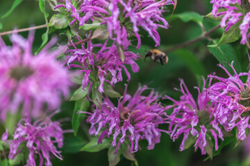 Mountain Flower - Alps - Italy - Summer