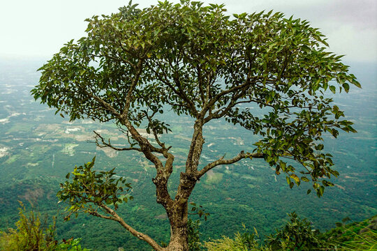 A beautiful tree on Mountain Cliff