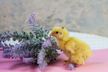 tiny quail chicks that just hatched from an egg