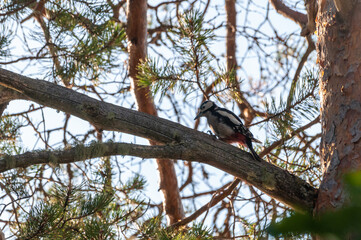 woodpecker on a pine branch.