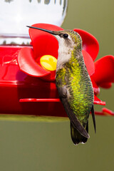 Ruby-throated Humming bird Ruby-throated hummingbird A1R_9379
