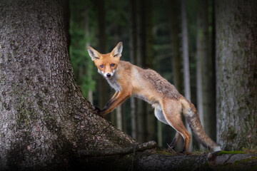 Aufmerksamer Fuchs