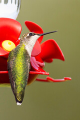 Ruby-throated Humming bird Ruby-throated hummingbird A1R_9420