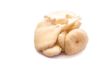 Oyster mushrooms isolated on white background