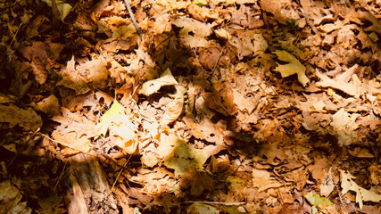 autumn leaves background