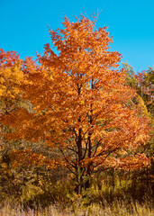 Naklejka premium autumn tree