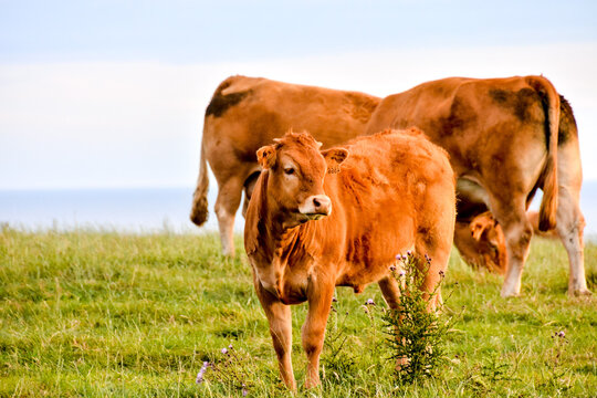 Curious french brown cow in a meadow
