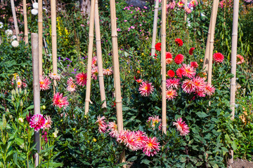 Chrysanthemum garden, flower background, nature beauty in garden