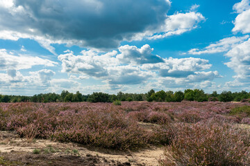 Fototapeta na wymiar Blooming purple heather landscape in Germany