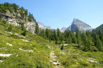 Fototapeta premium Alpe Veglia Piedmont, Italy: a mountain path leading into the forest