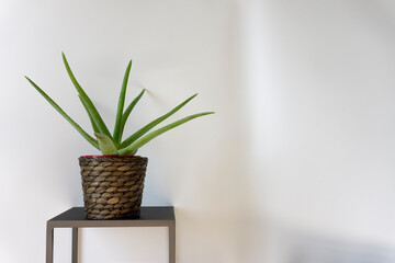 clean interior with stand and aloe plant on empty white wall background for text