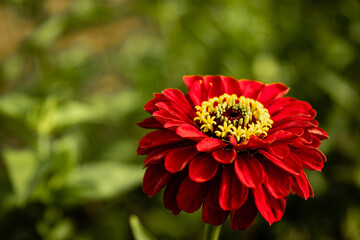 Red Flower