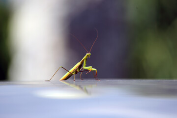 European Mantis or Praying Mantis, Mantis Religiosa. Green praying mantis.