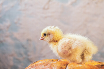Newborn yellow chicken. Chick hatched from an egg. Chicks together with eggs background for the poultry farm.