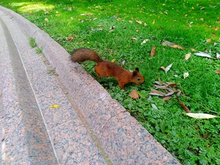 squirrel in the park