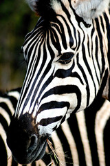 A black and white striped zebra in the Kruger Park looking on while eating