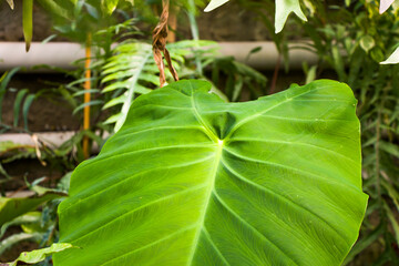 Orangery tropical plants and growth in Tbilisi botanical garden