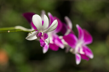 Fototapeta na wymiar White mix Pink orchids flower