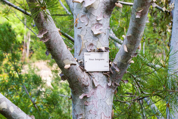 Pinus bungeana tree close-up in Tbilisi botanical garden