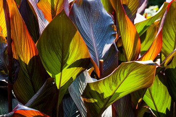 Big leaves close-up, sunlight and shadows on the plant