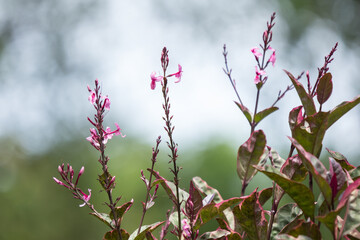 Dark Pink flower of Caricature Plant