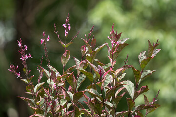 Dark Pink flower of Caricature Plant