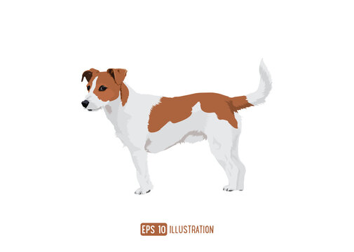 Jack Russell Brown Dog Breed Vector Illustration Isolated