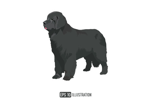 Newfoundland Dog Breed Vector Illustration Isolated