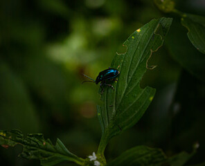 insecto
