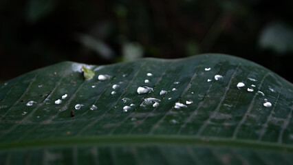 gotas