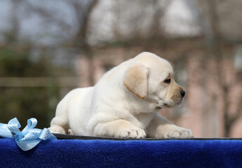 a yellow labrador puppy on the blue