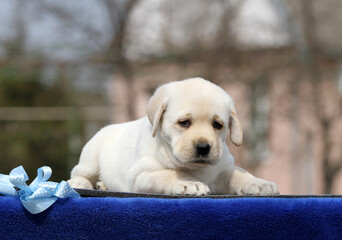the yellow labrador puppy on the blue