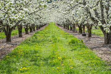Apple trees blooming in orchard