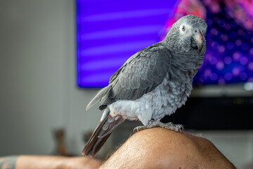 african grey parrot