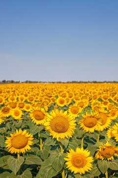 Filed full of sunflowers with blue sky