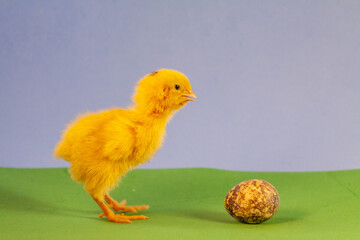 Newborn yellow chicken. Chick hatched from an egg. Chicks together with eggs background for the poultry farm.