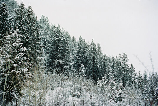 Landscape of snowy pine trees