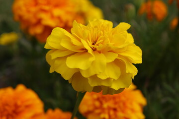 yellow flower in the garden