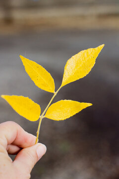 Golden leaf