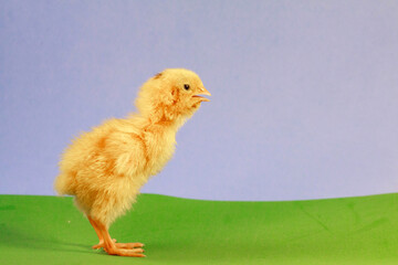 Newborn yellow chicken. Chick hatched from an egg. Chicks together with eggs background for the poultry farm.