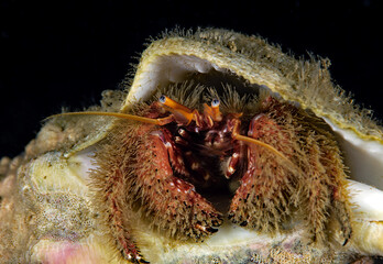 Paguristes ulreyi, Furry hermit crab