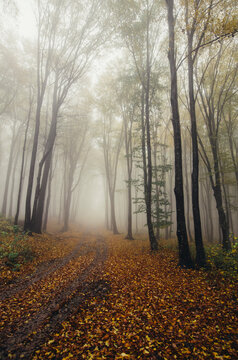 Forest in autumn with fog