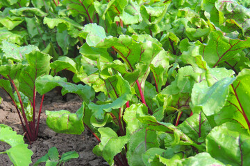 beets in the garden