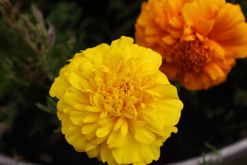 yellow dahlia flower