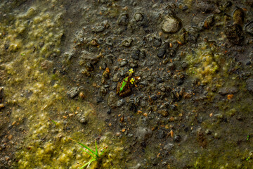 Nature in the flint hills