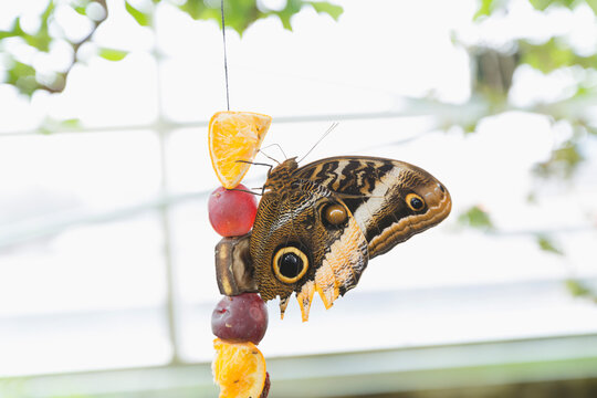Butterfly eating from fruit in outdoor setting