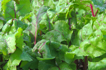 Fototapeta premium beets in the garden