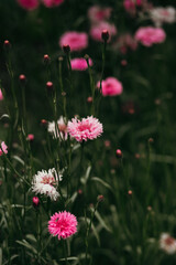 pink flowers on a green grass background