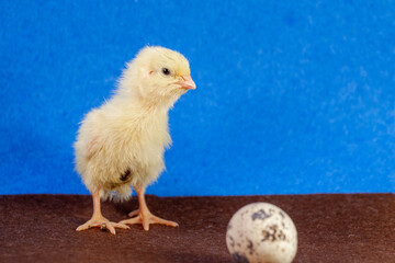 Newborn yellow chicken. Chick hatched from an egg. Chicks together with eggs background for the poultry farm.